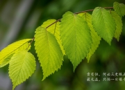 雷火电竞简介-南美之焰点燃沙漠风暴，2026世界杯A组关键战，德容领军智利绝境突围，澳大利亚饮恨出局