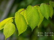 雷火电竞简介-南美之焰点燃沙漠风暴，2026世界杯A组关键战，德容领军智利绝境突围，澳大利亚饮恨出局
