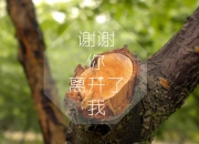 雷火电竞app-亚平宁的阴影，当塔雷米在布拉迪斯拉发刺穿蓝衣军团的永恒神话