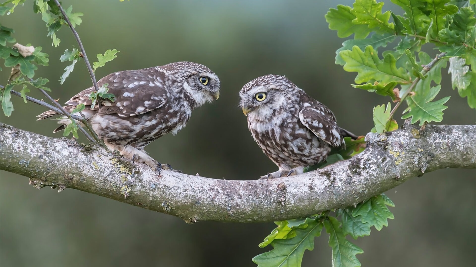 横跨绿茵与虚拟战场，弗拉霍维奇与电竞丹麦队共证关键先生法则